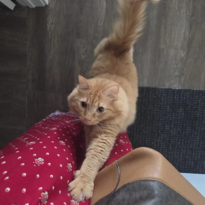 Enthusiasticly Attentive Cat Lady
