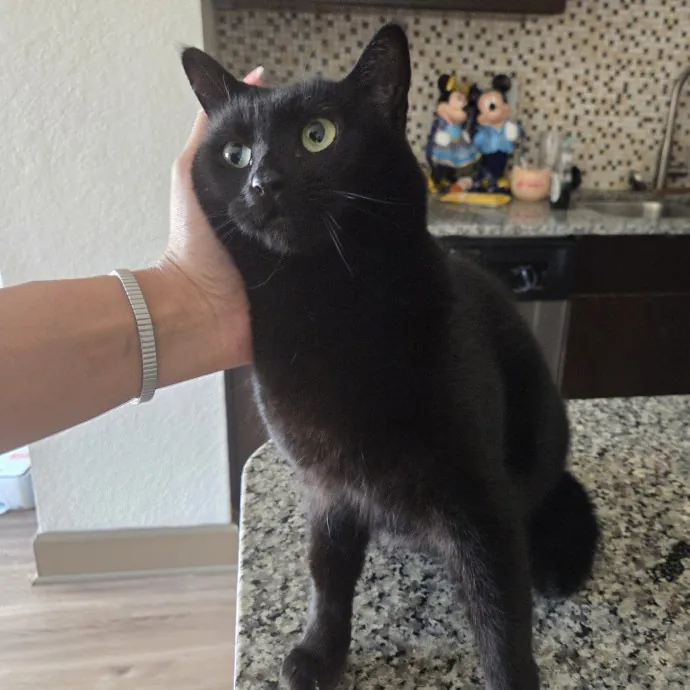 Enthusiasticly Attentive Cat Lady