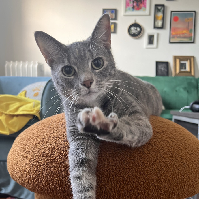 The Cat's Meowtel