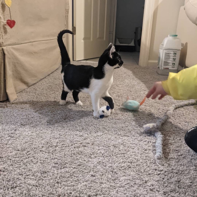 The Cat's Meowtel