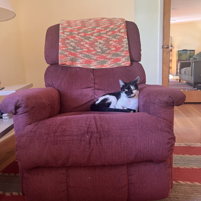 The Cat's Meowtel