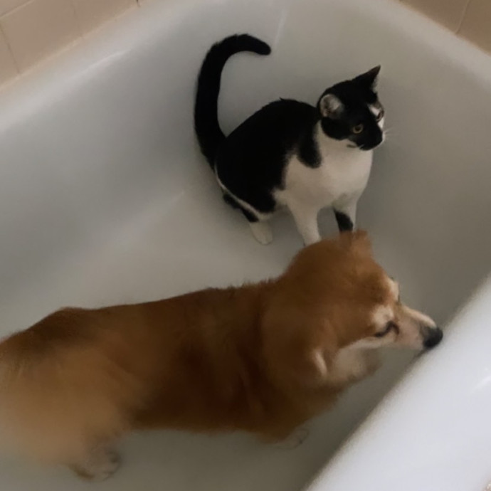 The Cat's Meowtel