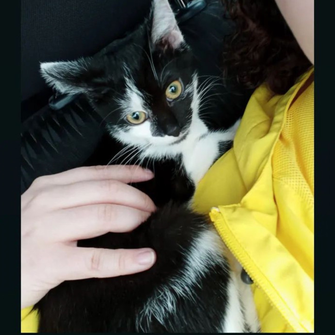 The Cat's Meowtel