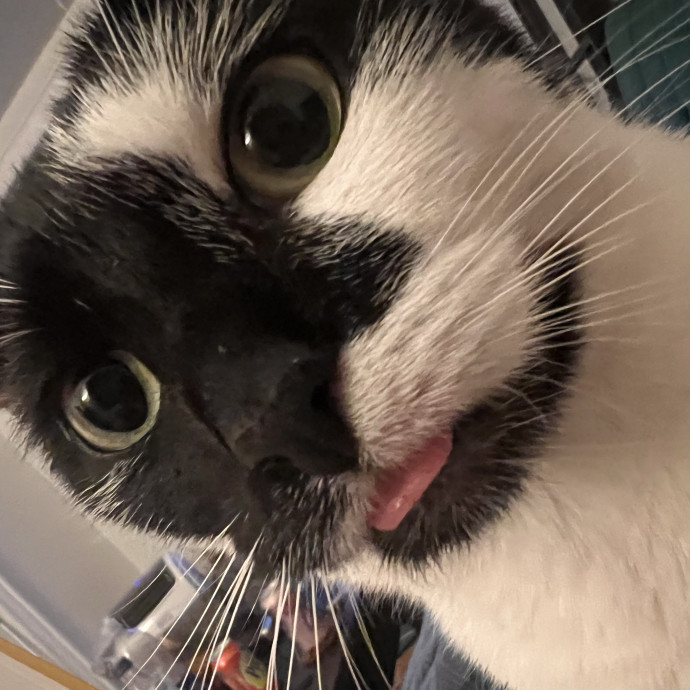 The Cat's Meowtel