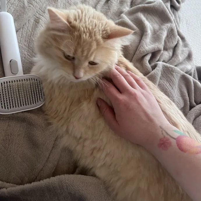 The Cat's Meowtel