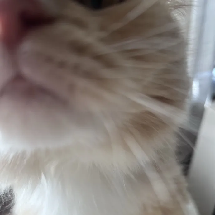 The Cat's Meowtel