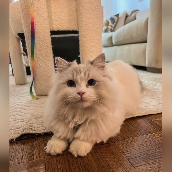The Cat's Meowtel