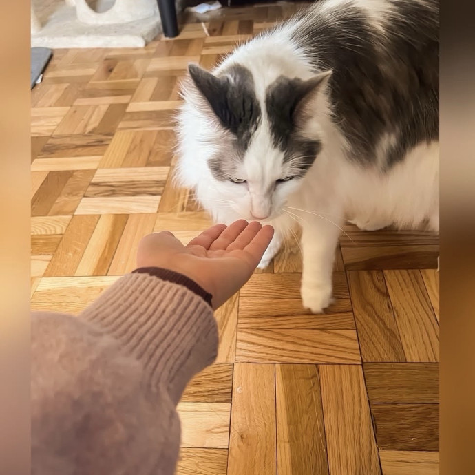 The Cat's Meowtel