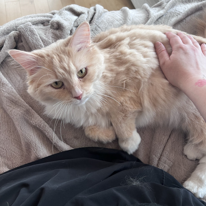 The Cat's Meowtel