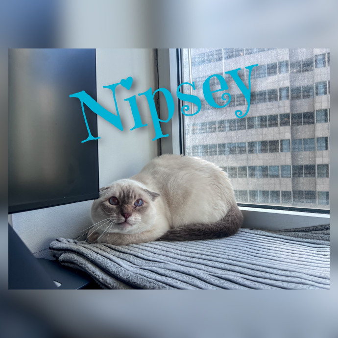 The Cat's Meowtel