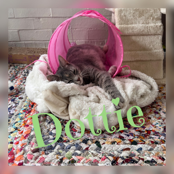 The Cat's Meowtel