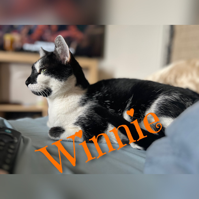 The Cat's Meowtel