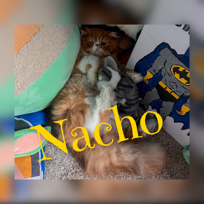 The Cat's Meowtel