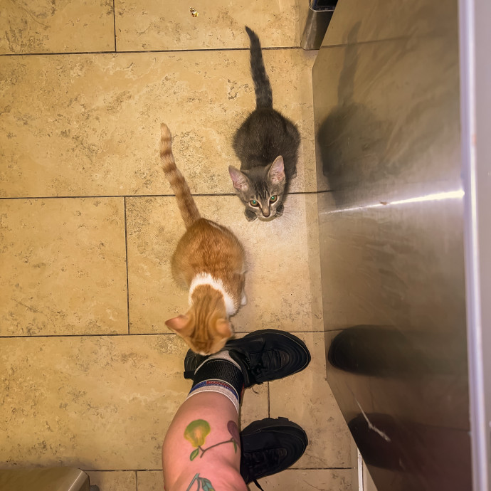 The Cat's Meowtel