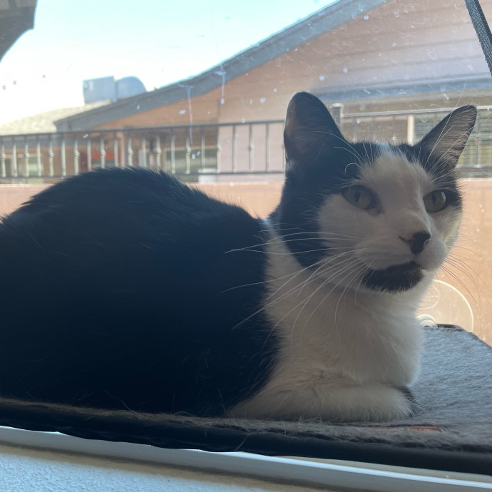 Feline Fine In Phoenix Catsitting photo 2