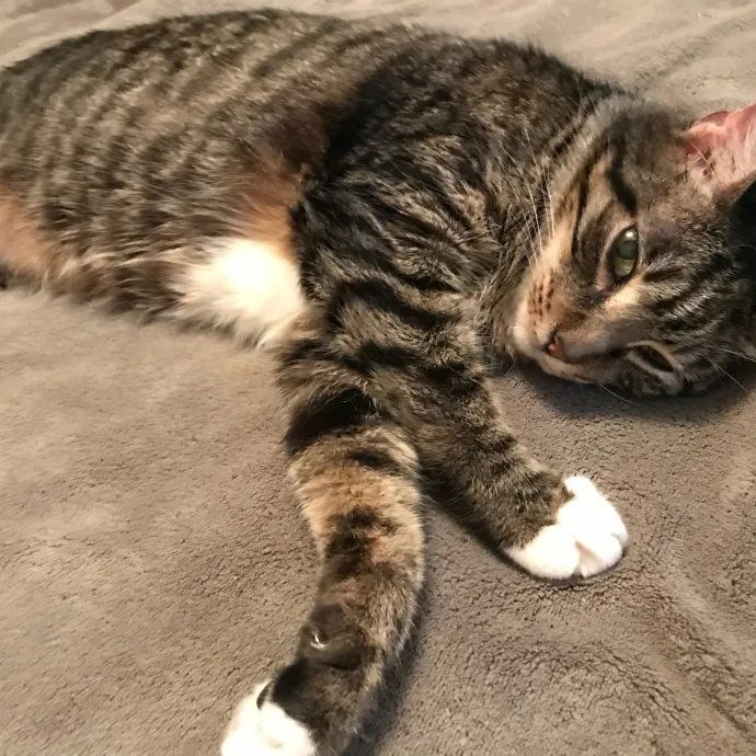 Alli's Purrfect Kitty Care