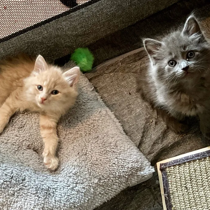 Alli's Purrfect Kitty Care