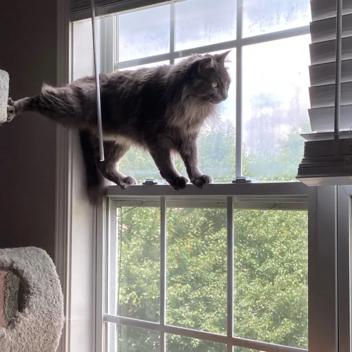 Alli's Purrfect Kitty Care photo 3