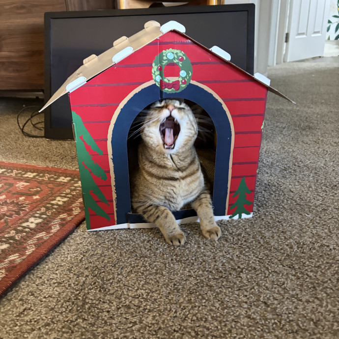 Cat Lover With Spare Time And Cuddles