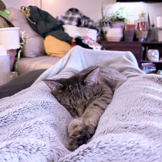 Cat Lover With Spare Time And Cuddles