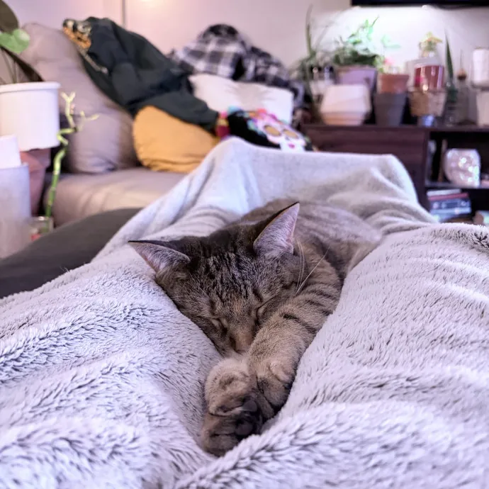 Cat Lover With Spare Time And Cuddles