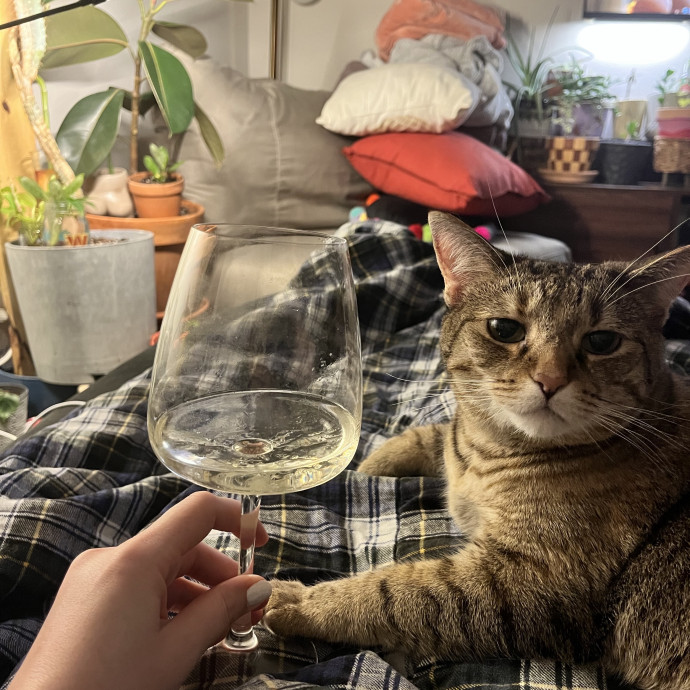 Cat Lover With Spare Time And Cuddles