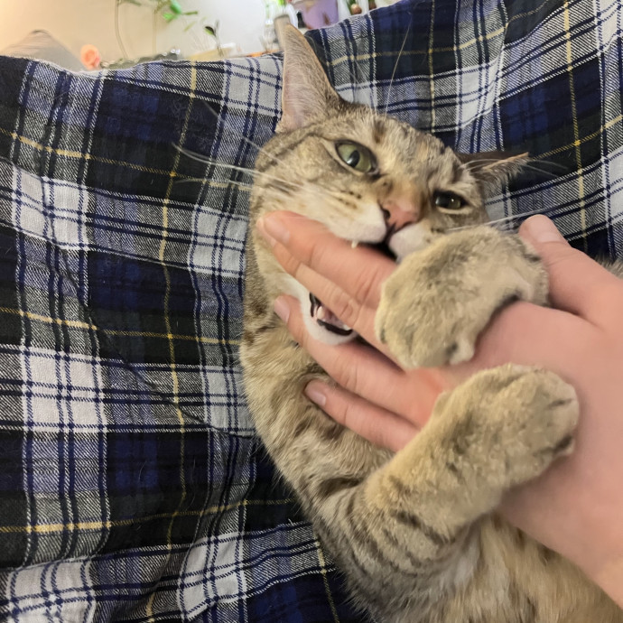 Cat Lover With Spare Time And Cuddles