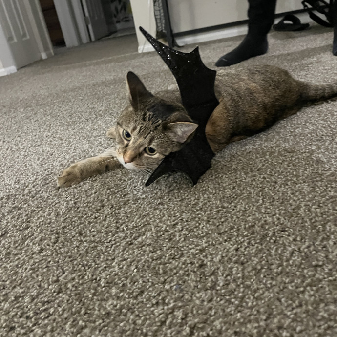 Cat Lover With Spare Time And Cuddles