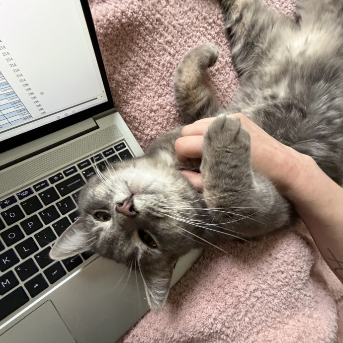 Cat Lover With Spare Time And Cuddles photo 3