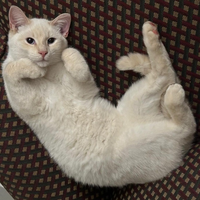 Nickitty Meow-Care