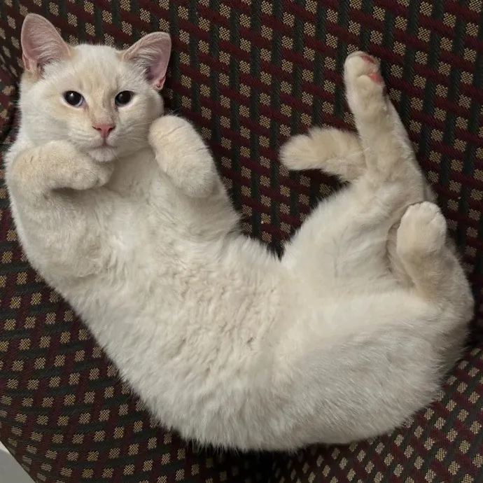 Nickitty Meow-Care