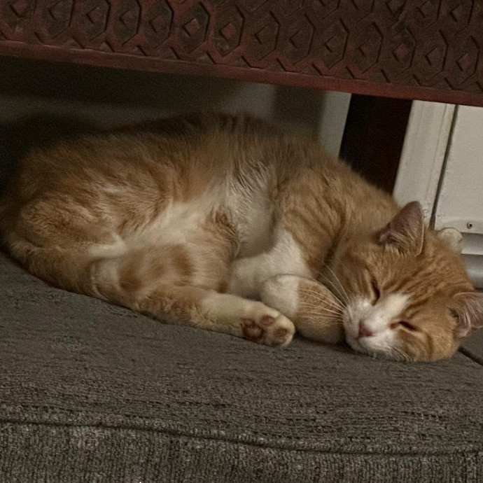 Nickitty Meow-Care