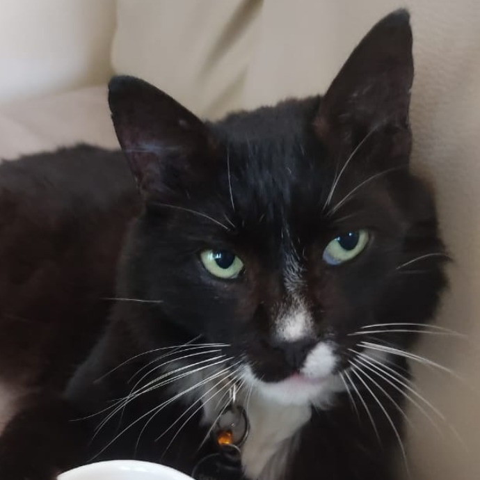 Nickitty Meow-Care