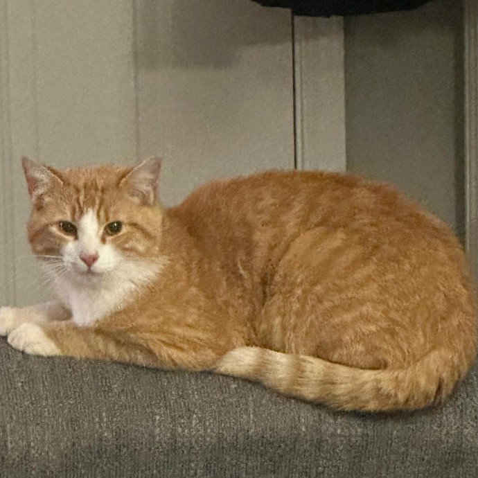 Nickitty Meow-Care