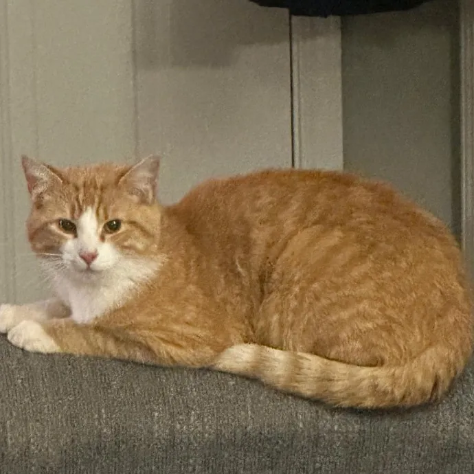 Nickitty Meow-Care
