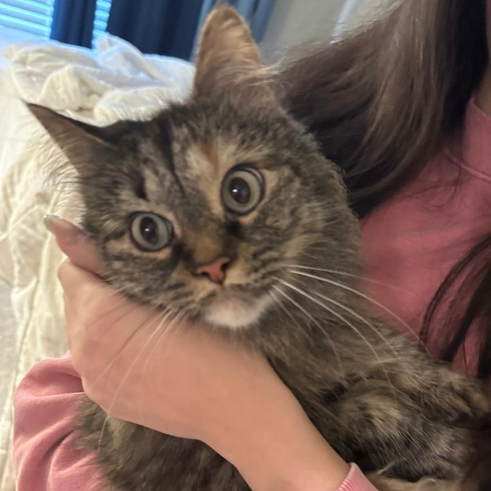 Nickitty Meow-Care