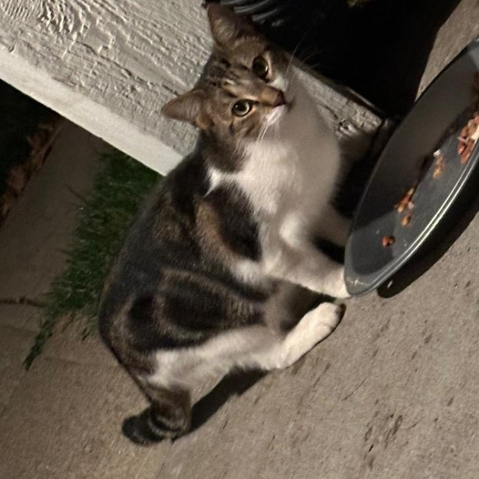 Nickitty Meow-Care
