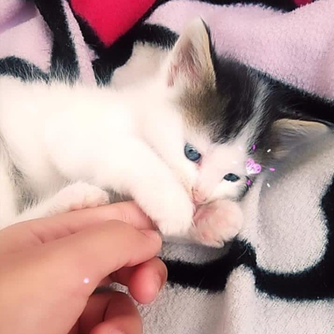 Nickitty Meow-Care