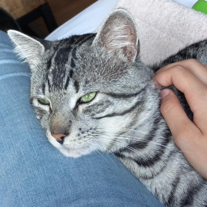 Nickitty Meow-Care