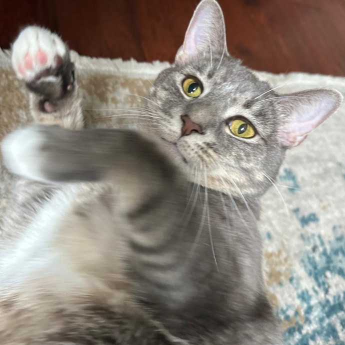Nickitty Meow-Care photo 3