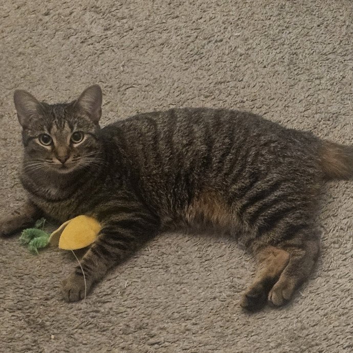 Nickitty Meow-Care photo 2