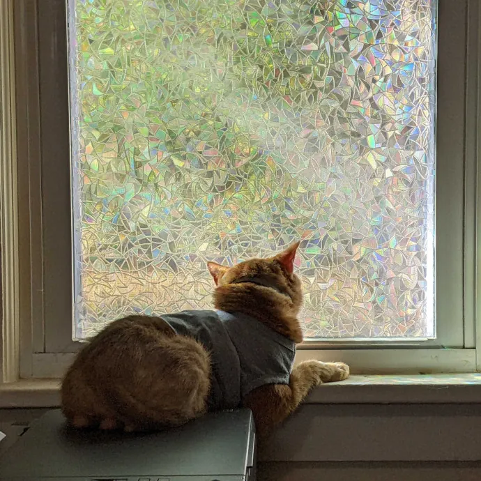 Multi- Cat Owner With More Love To Give- Cat Sitter - Tacoma