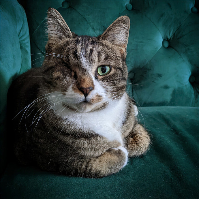Multi- Cat Owner With More Love To Give- Cat Sitter - Tacoma
