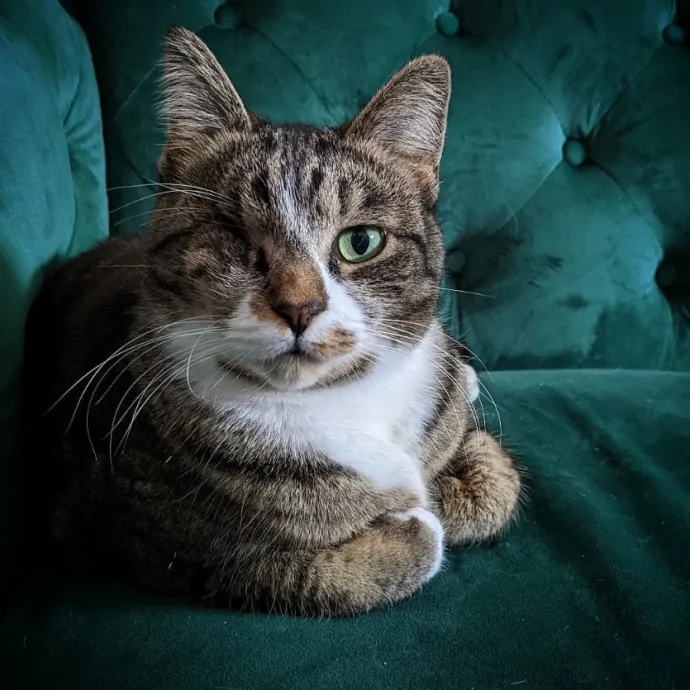 Multi- Cat Owner With More Love To Give- Cat Sitter - Tacoma