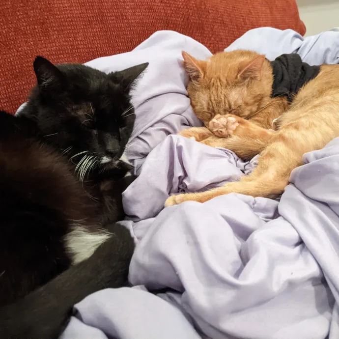 Multi- Cat Owner With More Love To Give- Cat Sitter - Tacoma