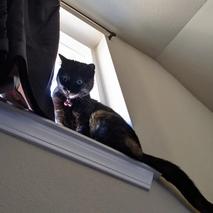 Multi- Cat Owner With More Love To Give- Cat Sitter - Tacoma