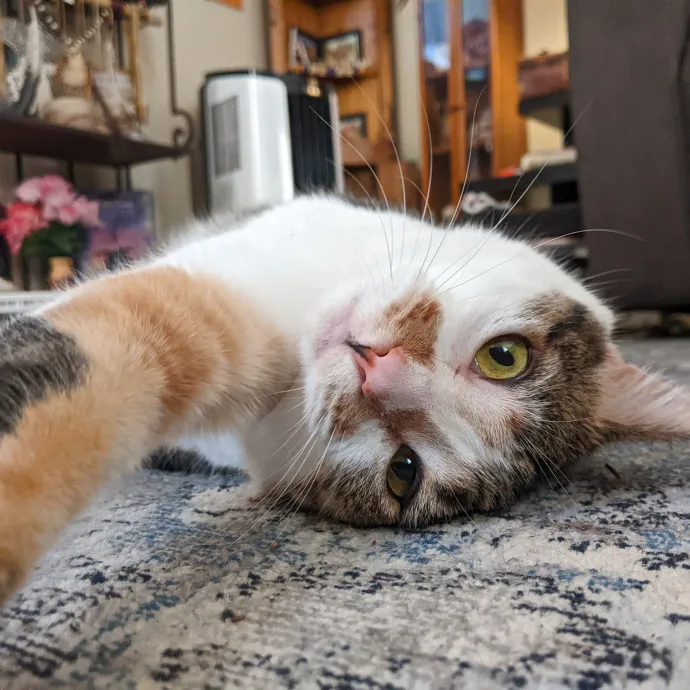 Multi- Cat Owner With More Love To Give- Cat Sitter - Tacoma