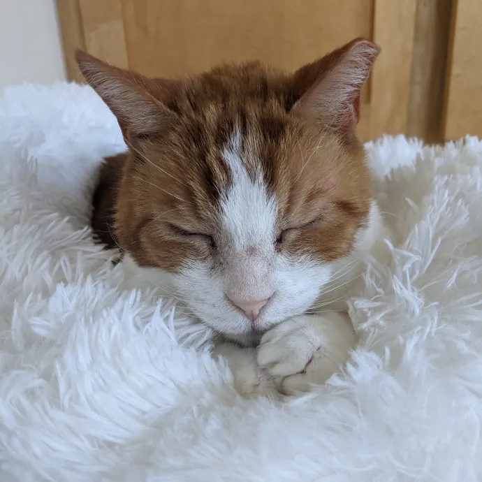 Multi- Cat Owner With More Love To Give- Cat Sitter - Tacoma