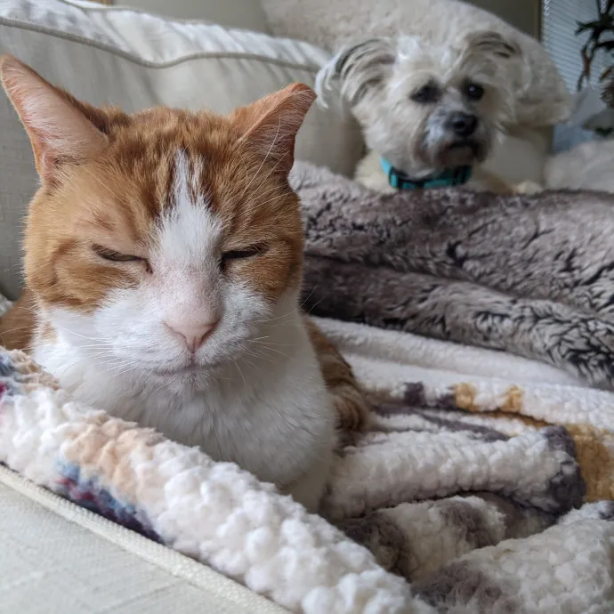 Multi- Cat Owner With More Love To Give- Cat Sitter - Tacoma