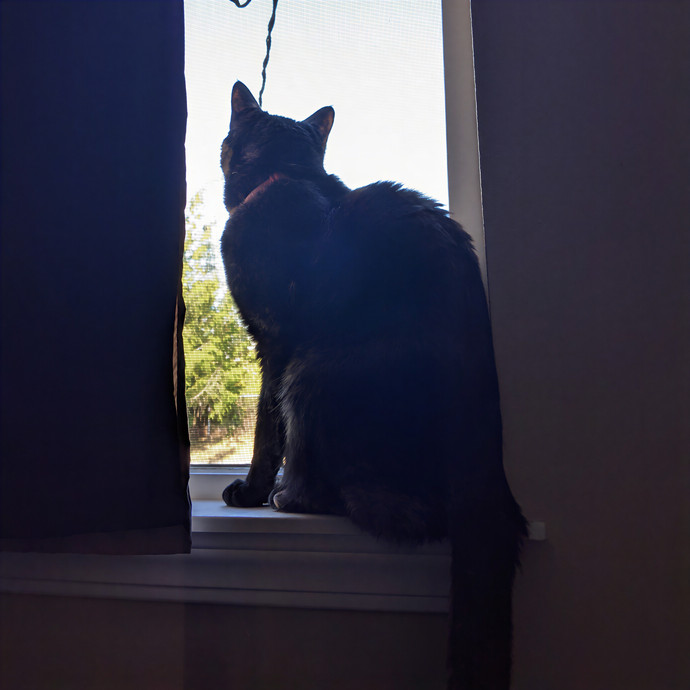 Multi- Cat Owner With More Love To Give- Cat Sitter - Tacoma